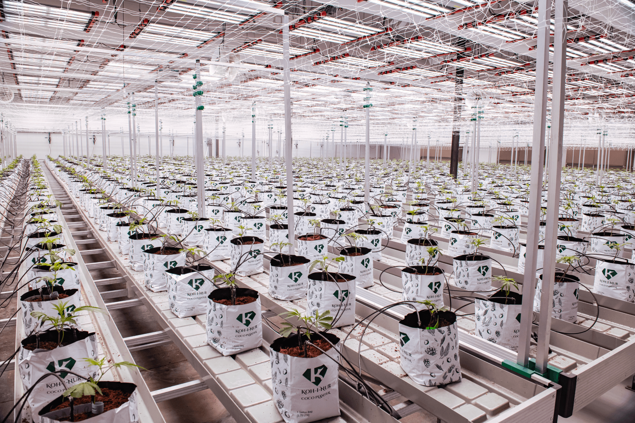 Exploring minor cannabinoids beyond THC and CBD